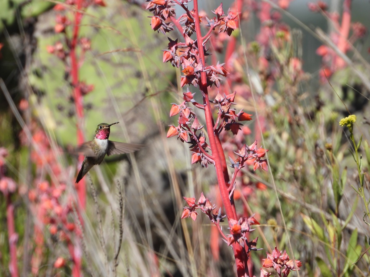 Broad-tailed Hummingbird - ML259542451