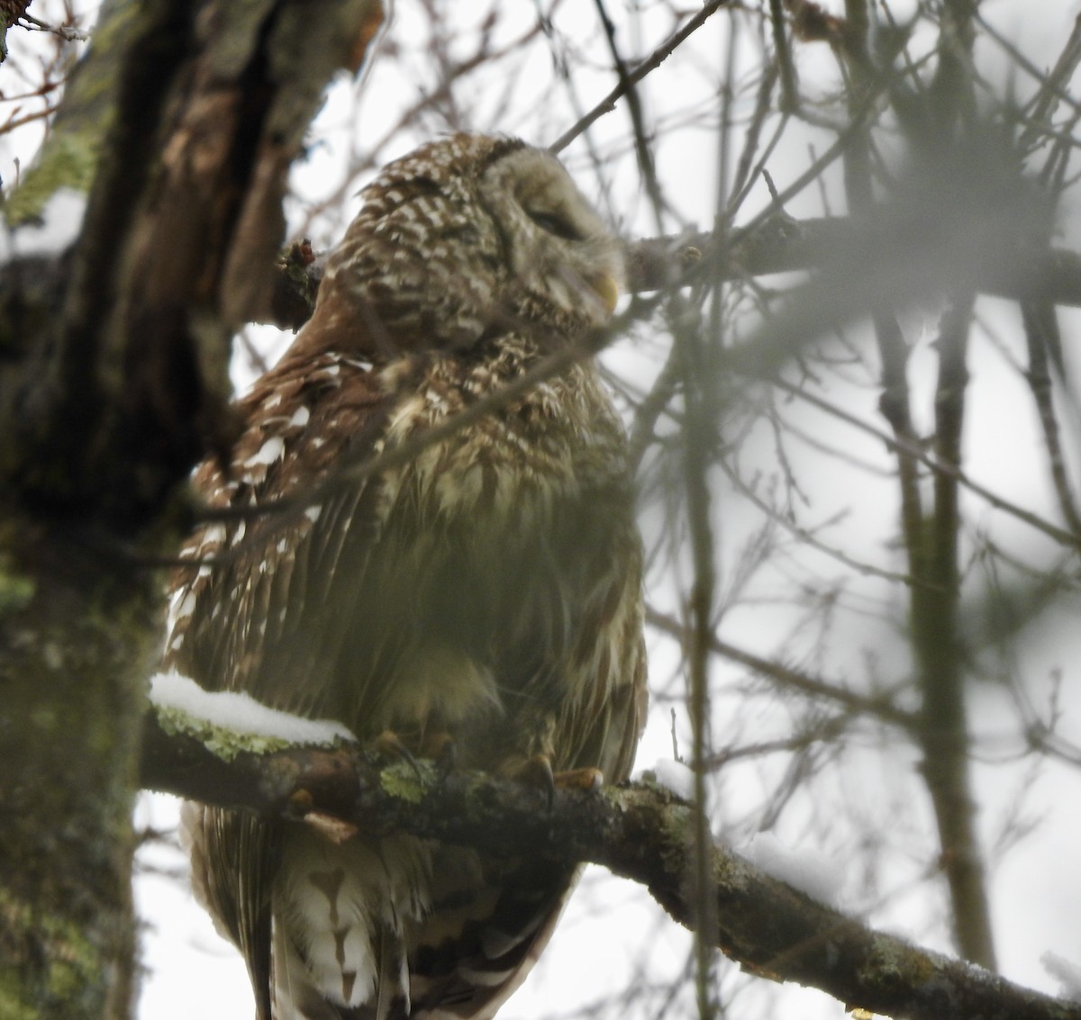 Barred Owl - Laurie  Keefe