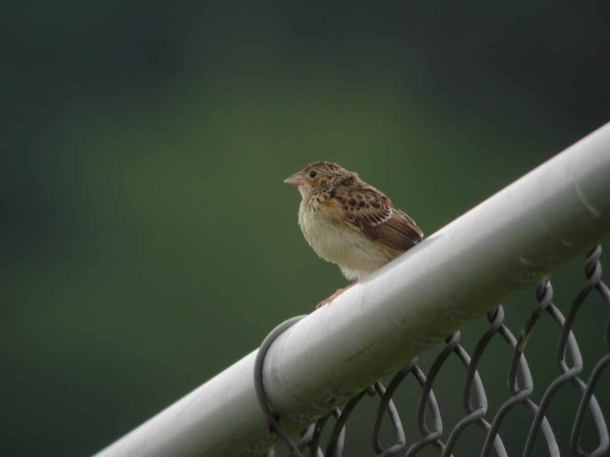 Grasshopper Sparrow - Jay McGowan