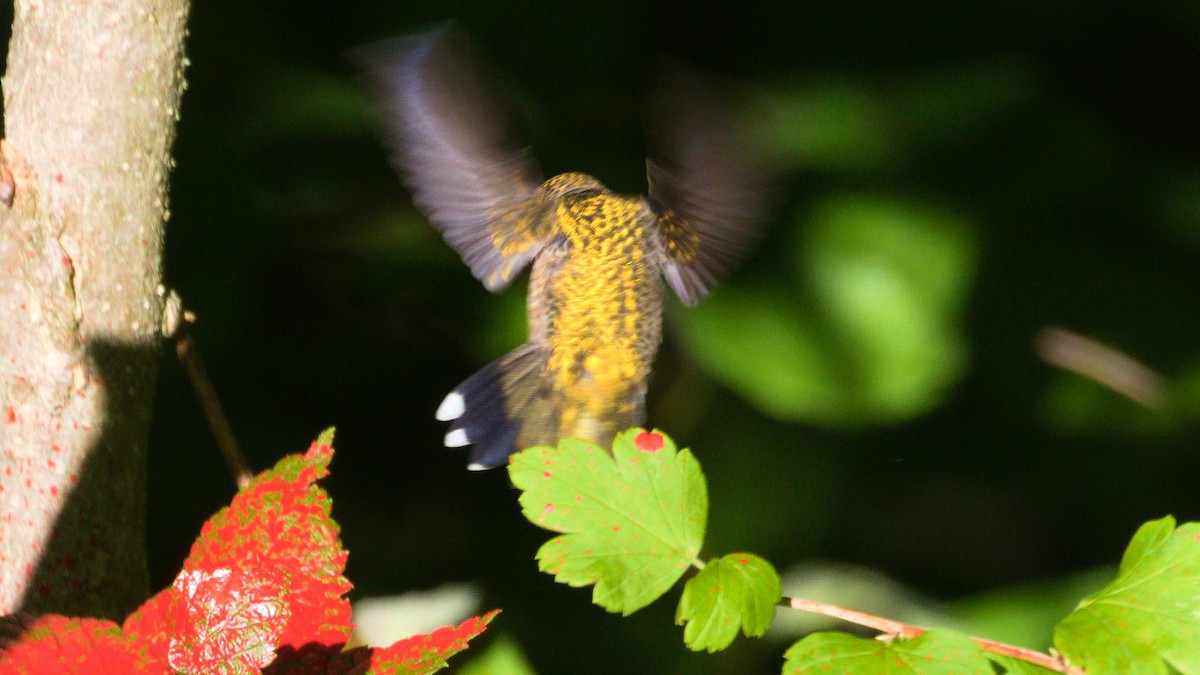 Ruby-throated Hummingbird - ML259550401