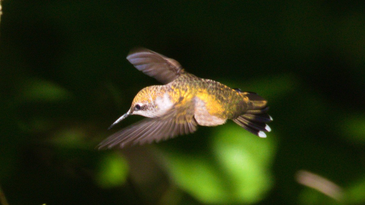 Ruby-throated Hummingbird - ML259550441