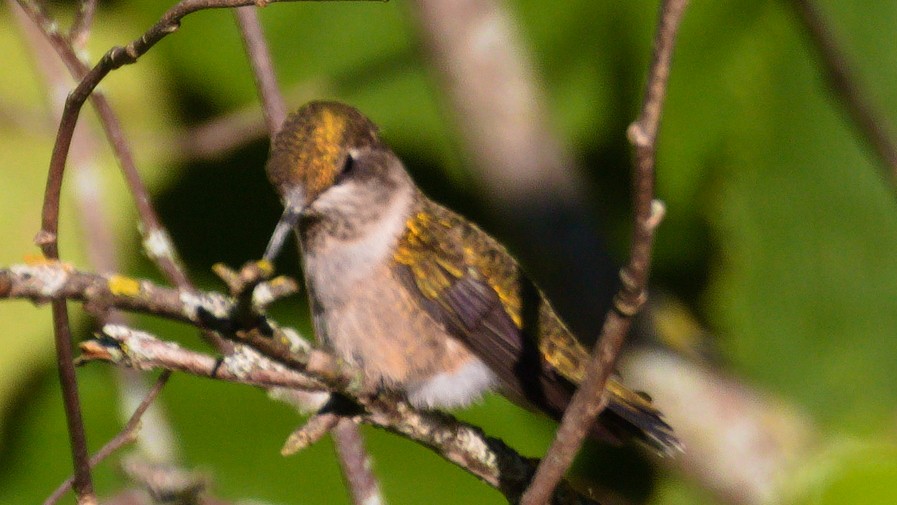 Ruby-throated Hummingbird - ML259550481