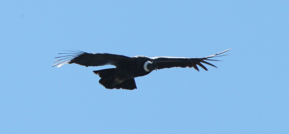 Condor des Andes - ML25955181