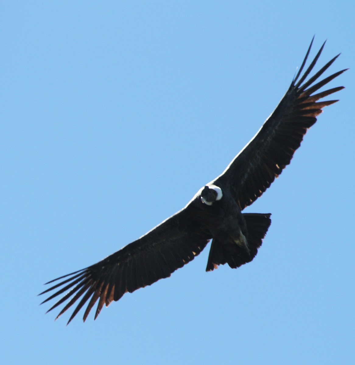 Andean Condor - ML25955251