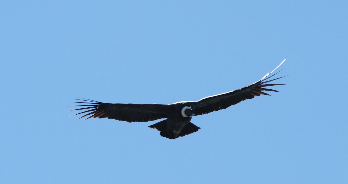 Andean Condor - ML25955261