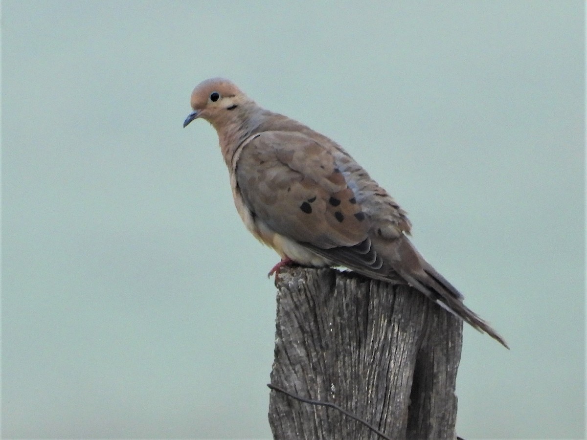 Mourning Dove - Janet Cook