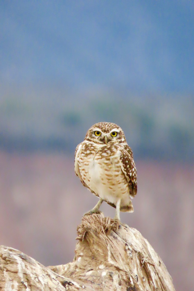 Burrowing Owl - Cesar Augusto Pizarro Rios