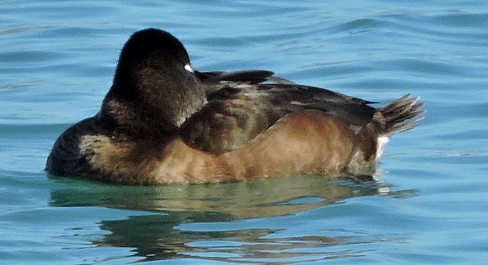 Ring-necked Duck - ML25955421