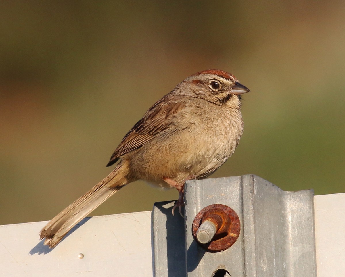 Rufous-crowned Sparrow - Tom Benson