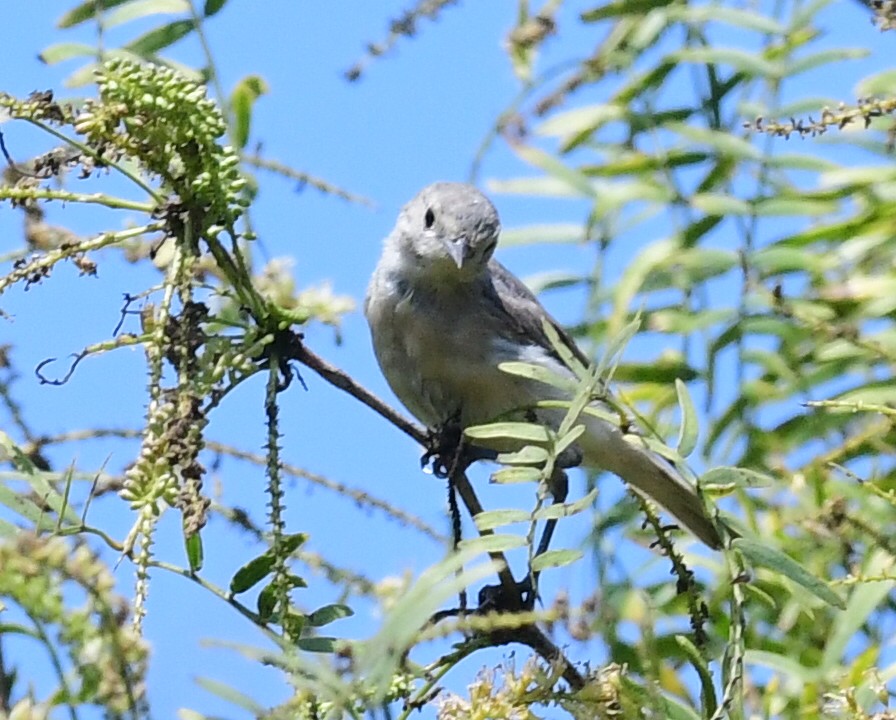 Lucy's Warbler - ML259557641