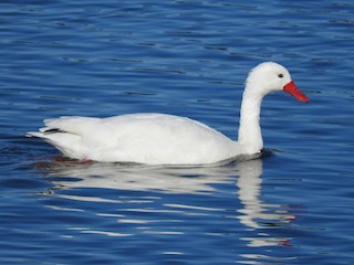 Coscoroba Swan, ML259558271