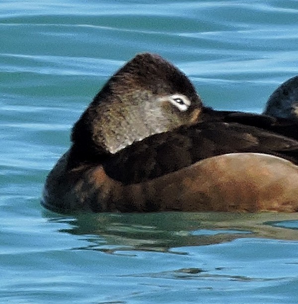 Ring-necked Duck - ML25955861