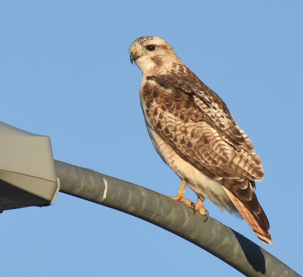 Red-tailed Hawk (Krider's) - ML25955921