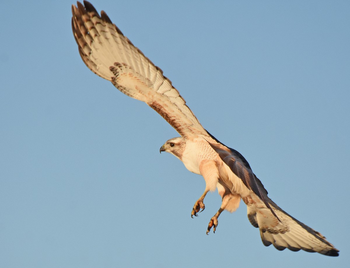 Red-tailed Hawk (Krider's) - ML25955931