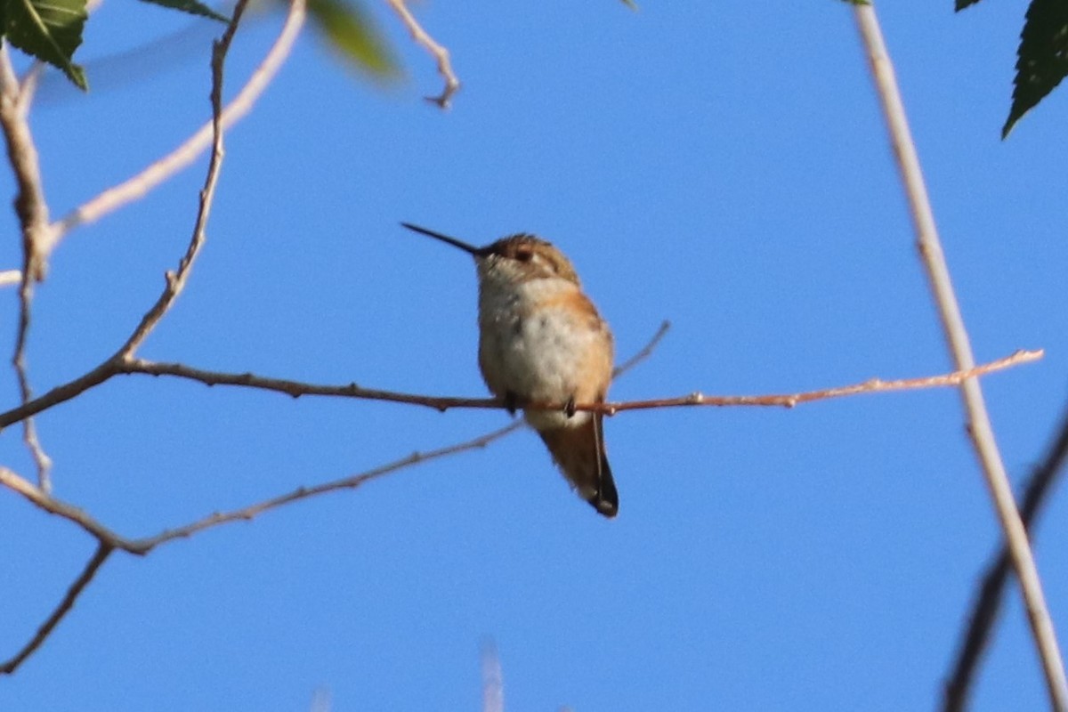 Rufous Hummingbird - ML259560021