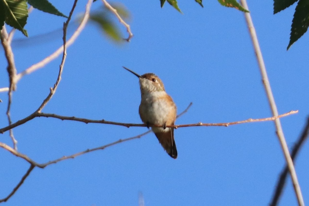 Rufous Hummingbird - ML259560051