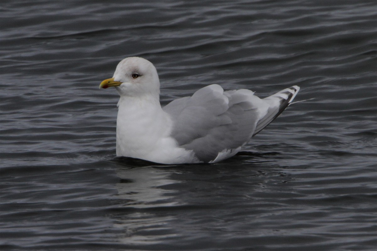 Iceland Gull (kumlieni/glaucoides) - Gerard Proulx