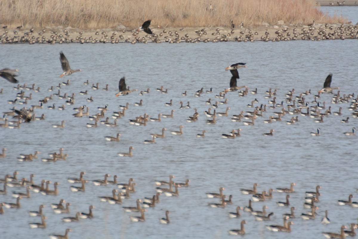 Greater White-fronted Goose - Ryan and  Laurel