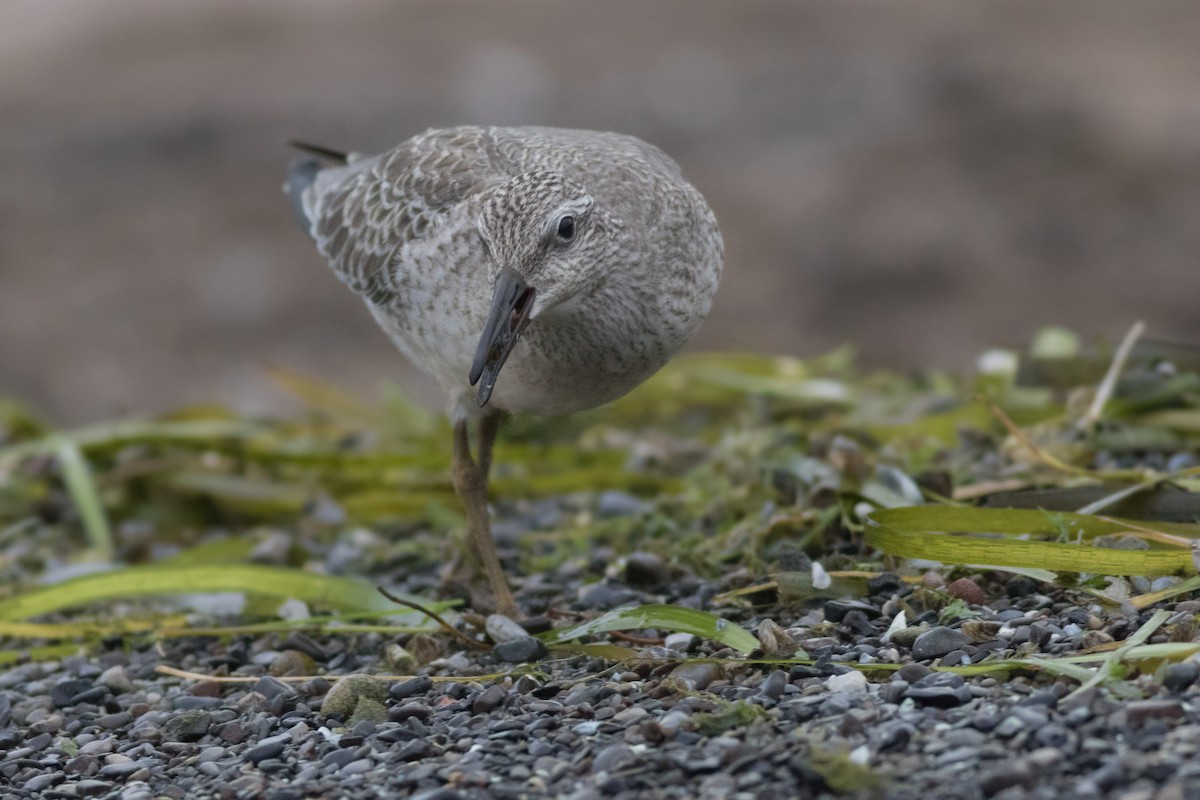 Red Knot - ML259577411