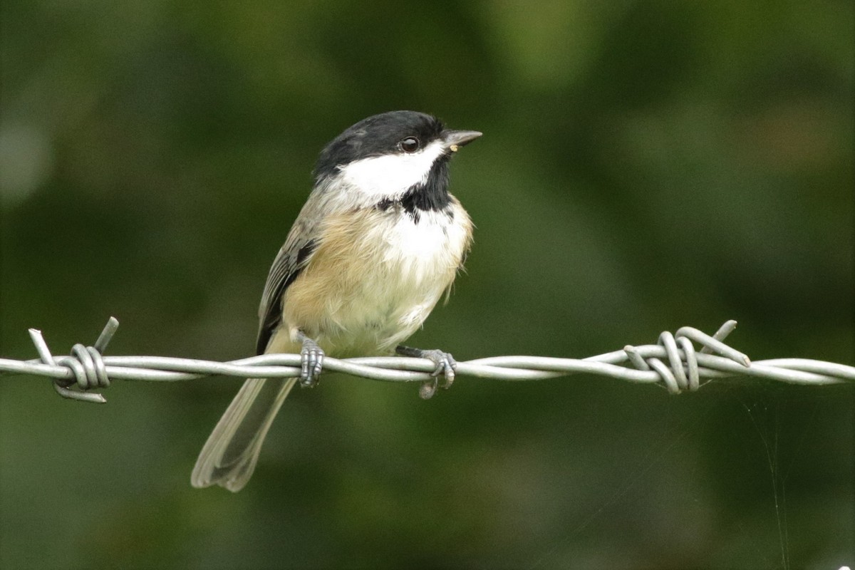 ML259582441 - Carolina Chickadee - Macaulay Library