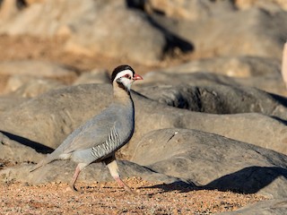  - Arabian Partridge