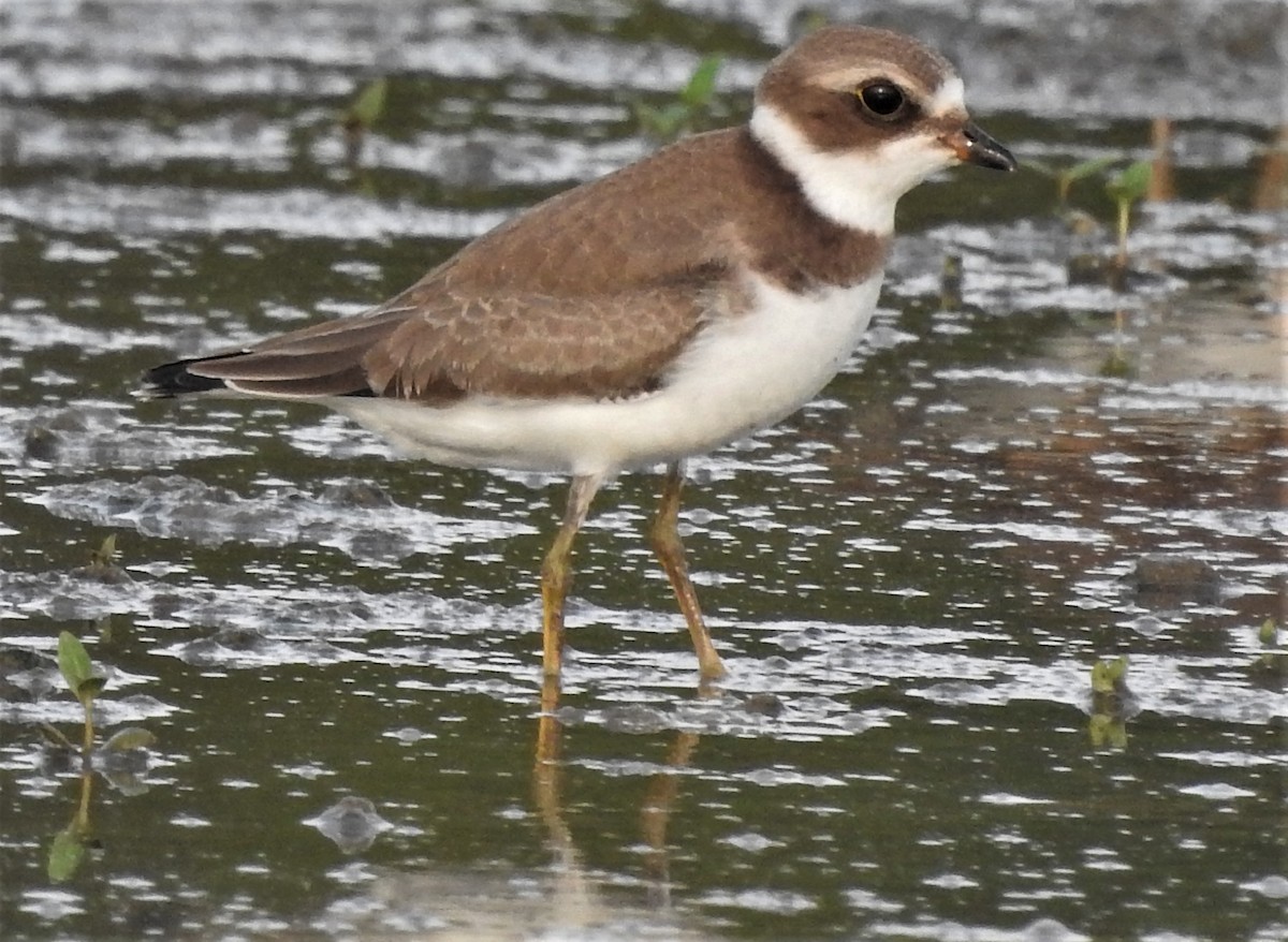 Semipalmated Plover - ML259590211