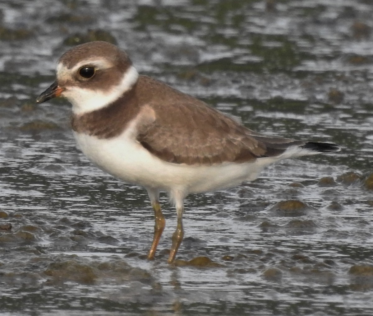 Semipalmated Plover - ML259590221