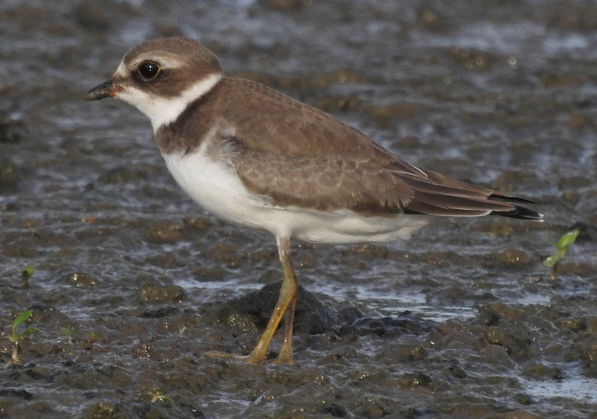 Semipalmated Plover - ML259590231