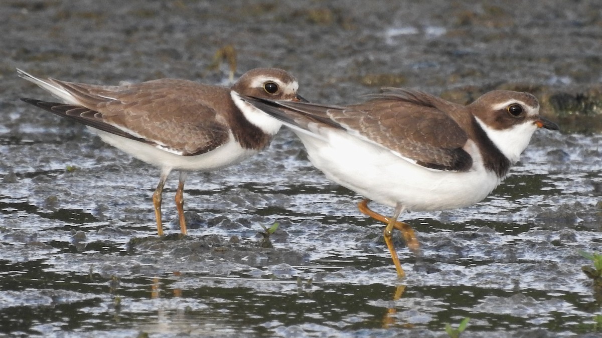 Semipalmated Plover - ML259590261