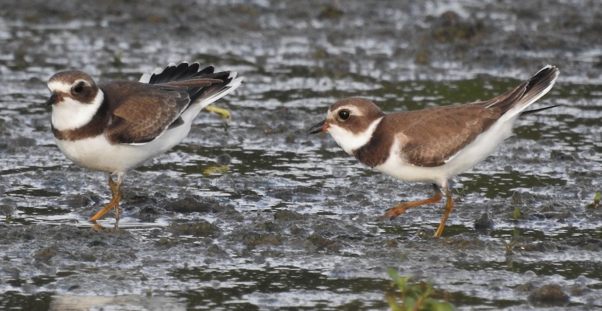 Semipalmated Plover - ML259590271