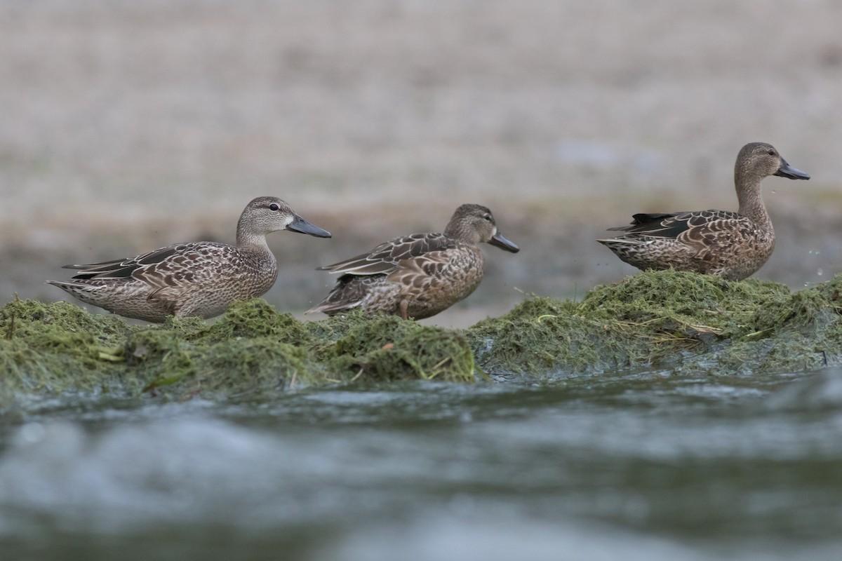 Blue-winged Teal - Davey Walters