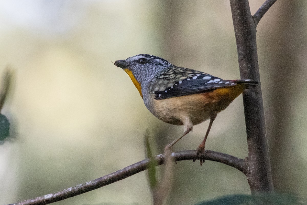 Spotted Pardalote - ML259600471