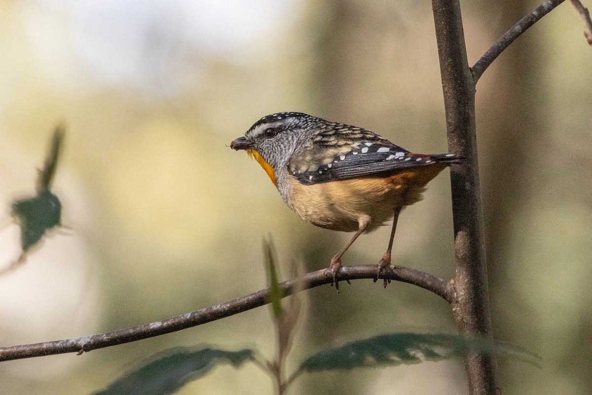 Spotted Pardalote - ML259600601