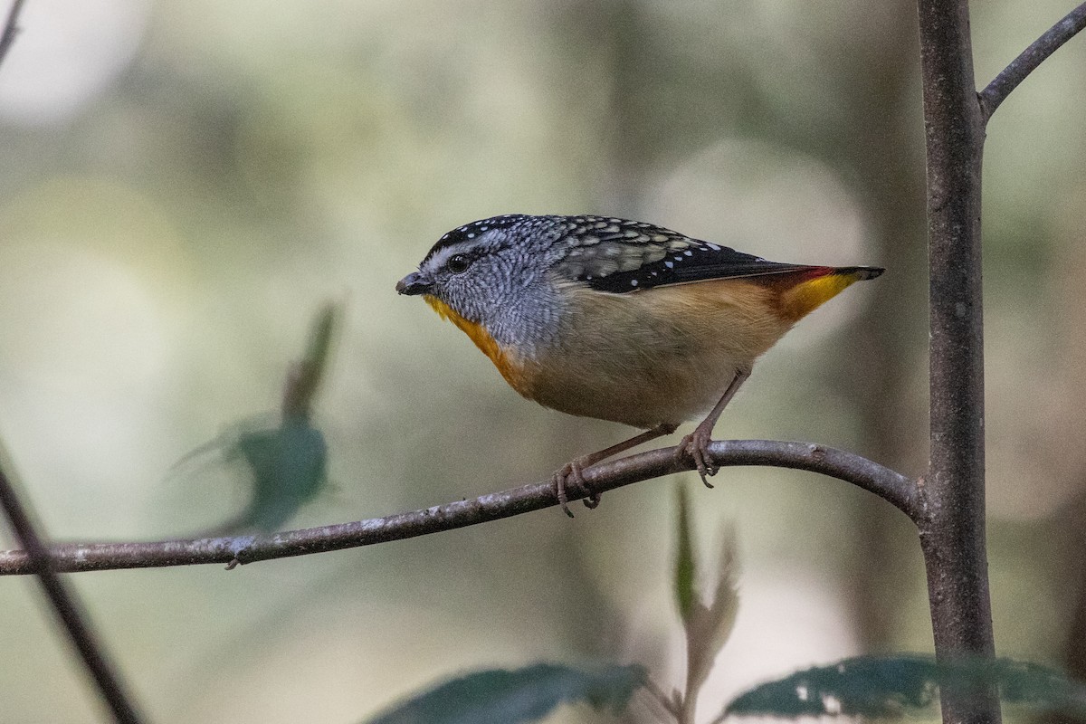 Spotted Pardalote - ML259600611