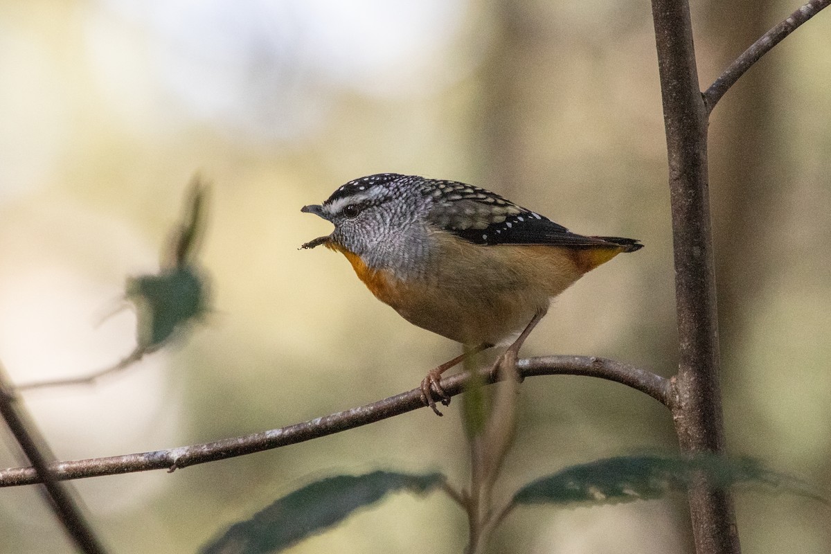 Spotted Pardalote - ML259600641