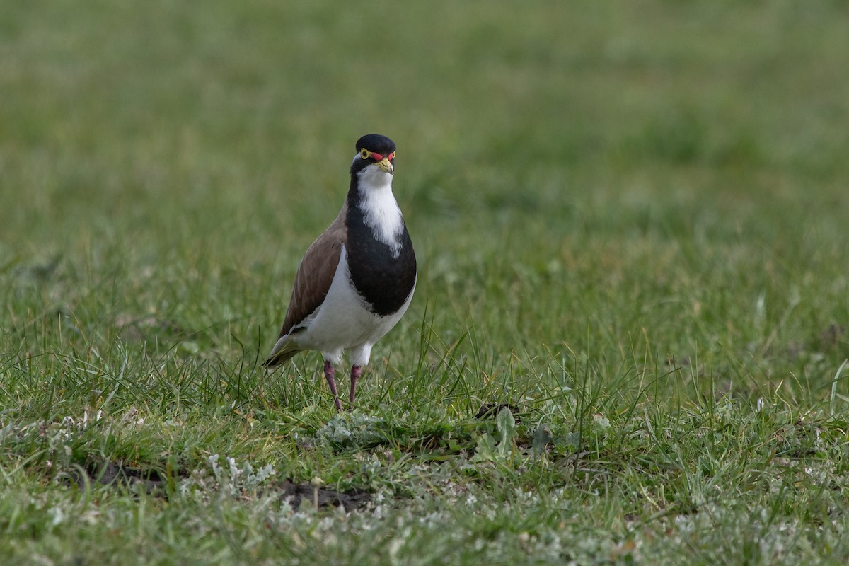 Banded Lapwing - ML259601531