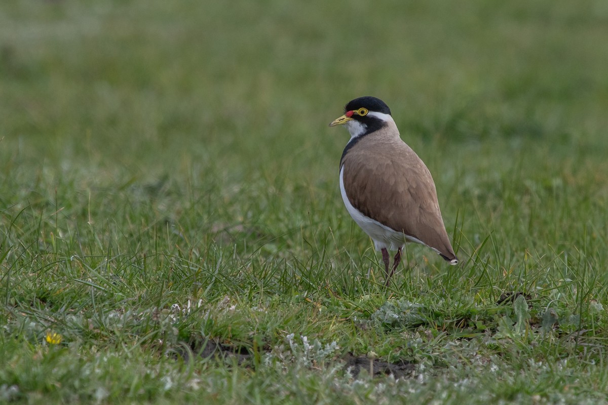 Banded Lapwing - ML259601541