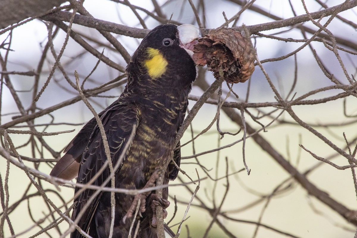 Yellow-tailed Black-Cockatoo - ML259601591