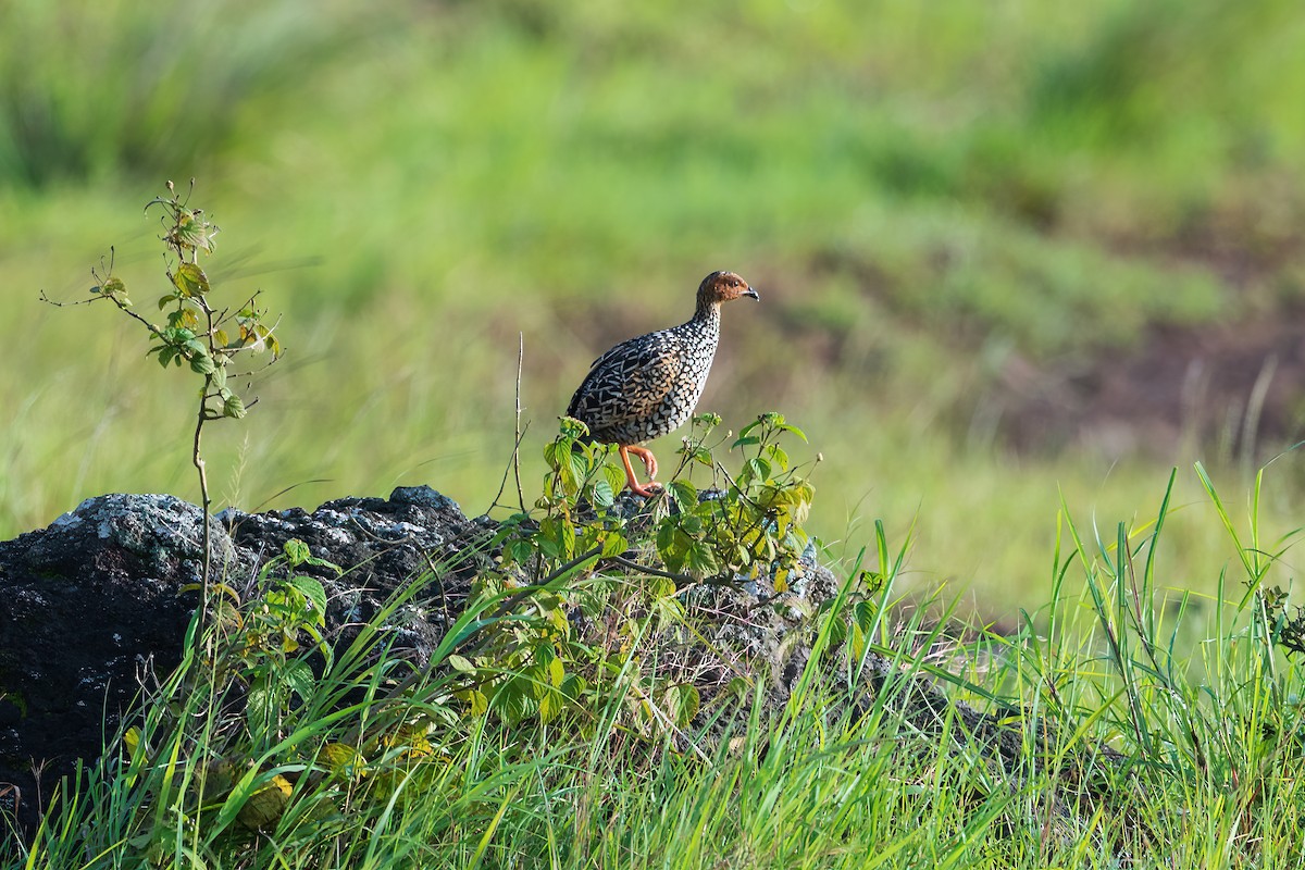 Painted Francolin - ML259603261