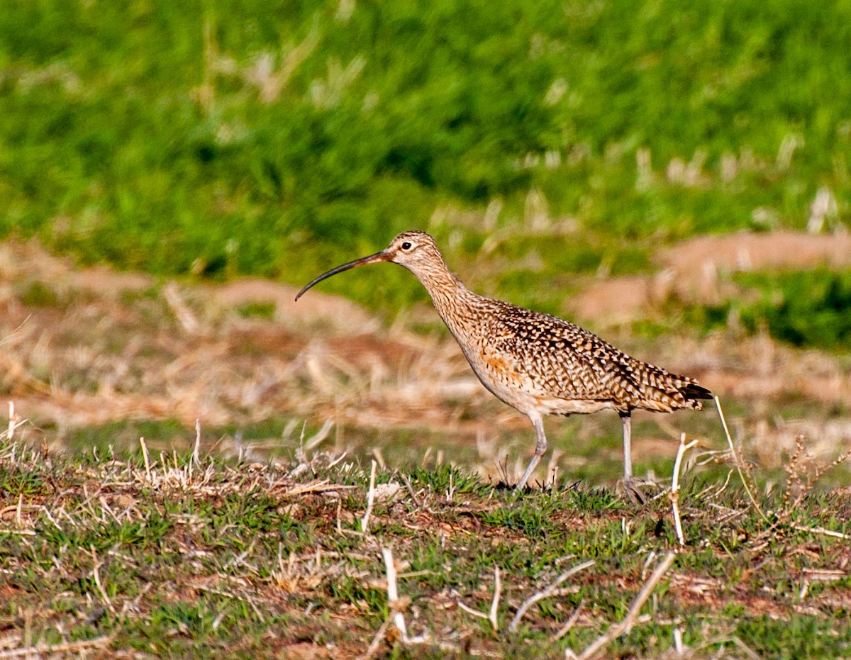 Long-billed Curlew - ML25960471