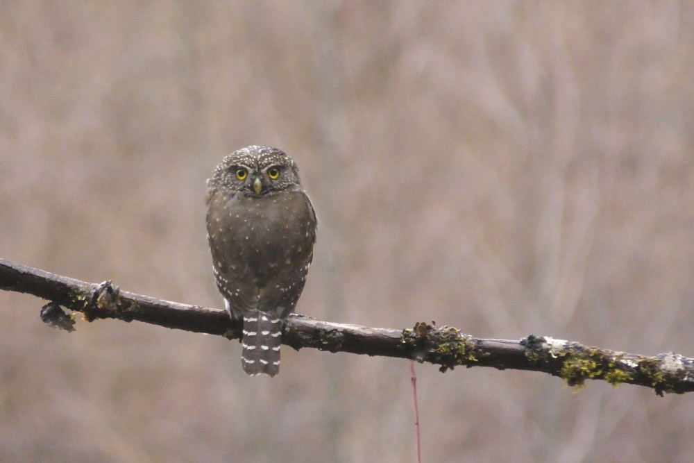 Northern Pygmy-Owl - Jon Timmer