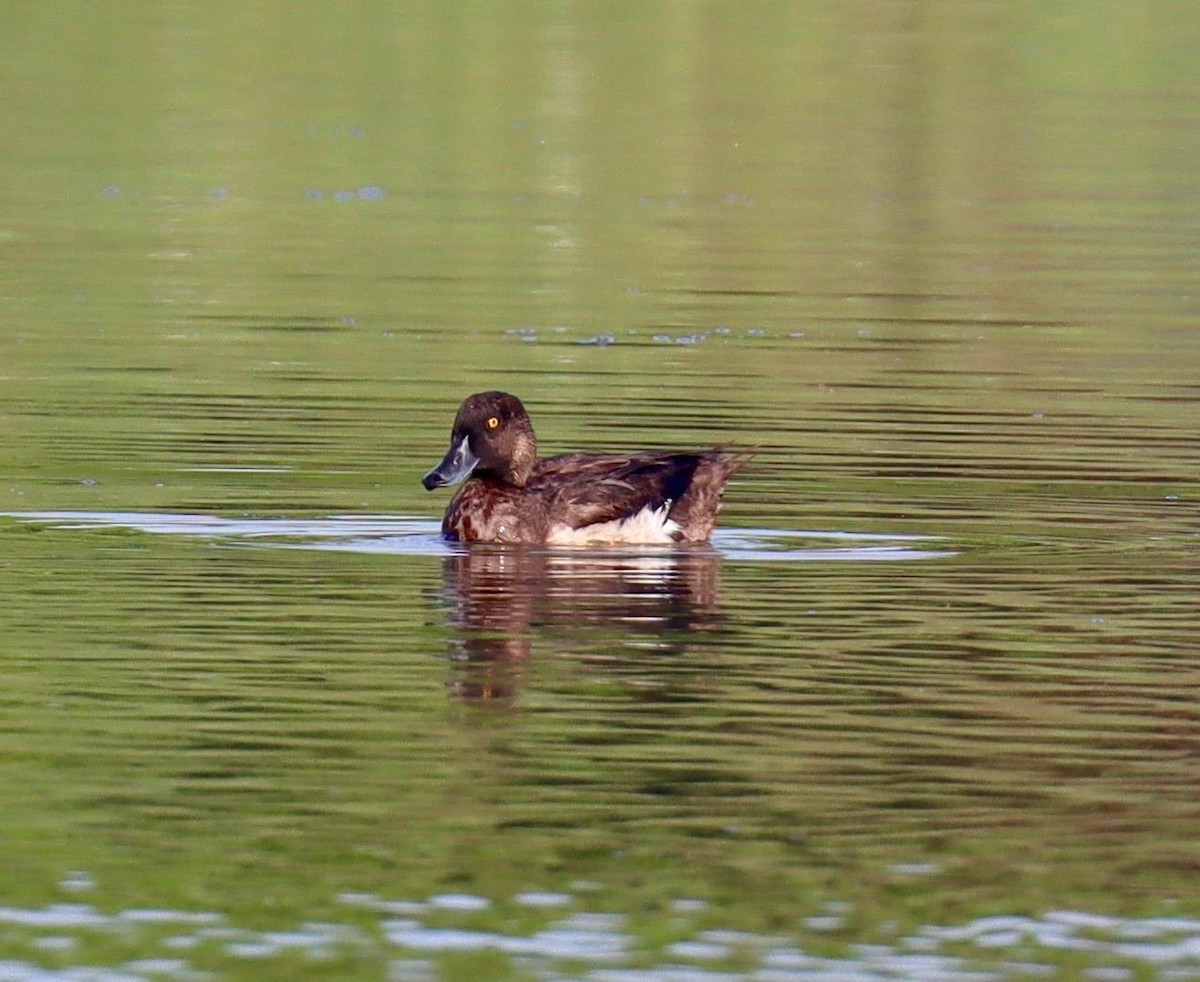 Tufted Duck - ML259611881