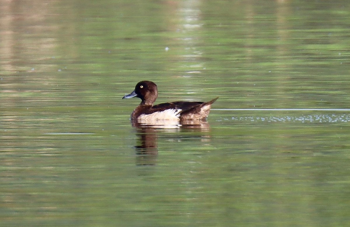 Tufted Duck - ML259612081