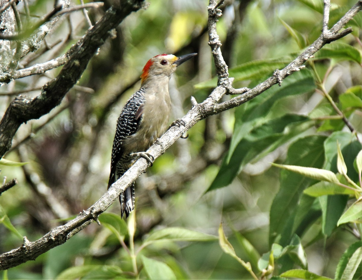 Golden-fronted Woodpecker (Velasquez's) - Josue  de León Lux (Birding Guide) josuedeleonlux@gmail.com +502 3068 8988