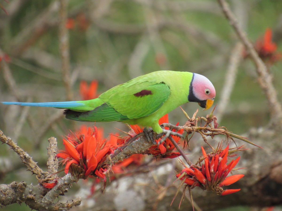 Blossom-headed Parakeet - Nazmul Hasan Abir
