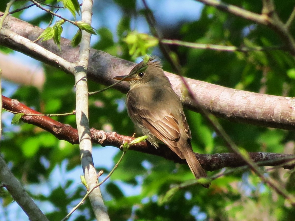 Greater Pewee - ML25961431