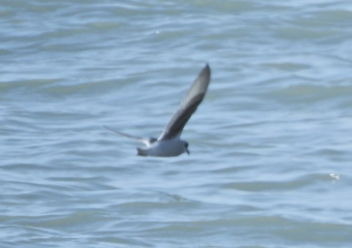 Fork-tailed Storm-Petrel - ML259614331