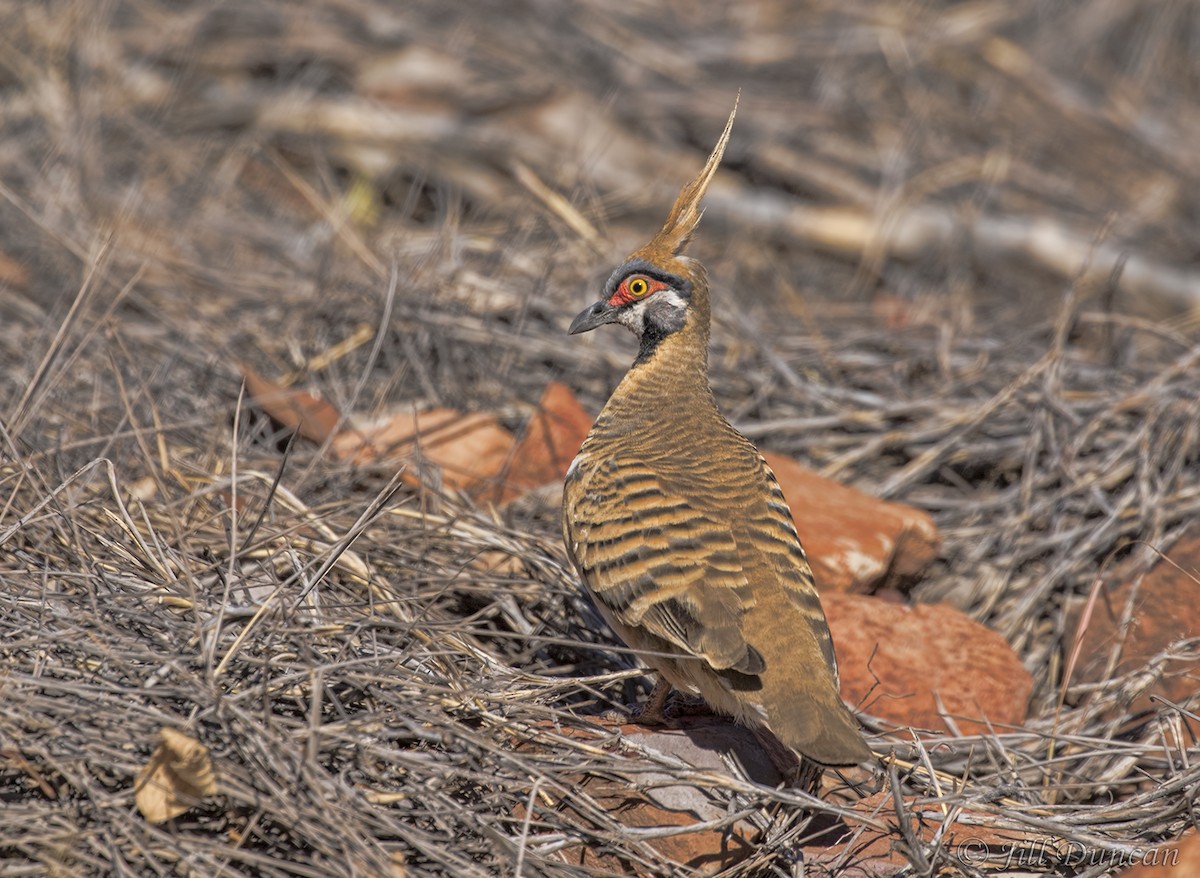 Spinifex Pigeon - ML259614521