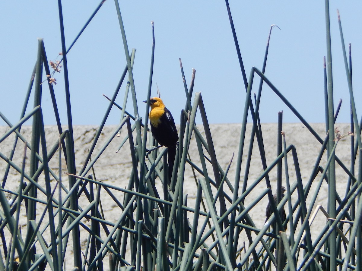 Yellow-headed Blackbird - ML259615101