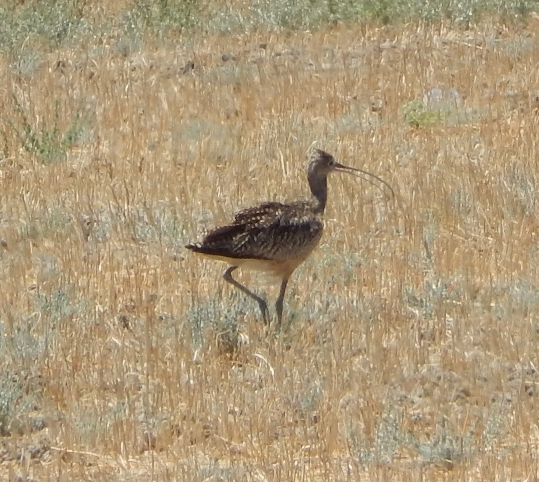 Long-billed Curlew - Ruth Rudesill